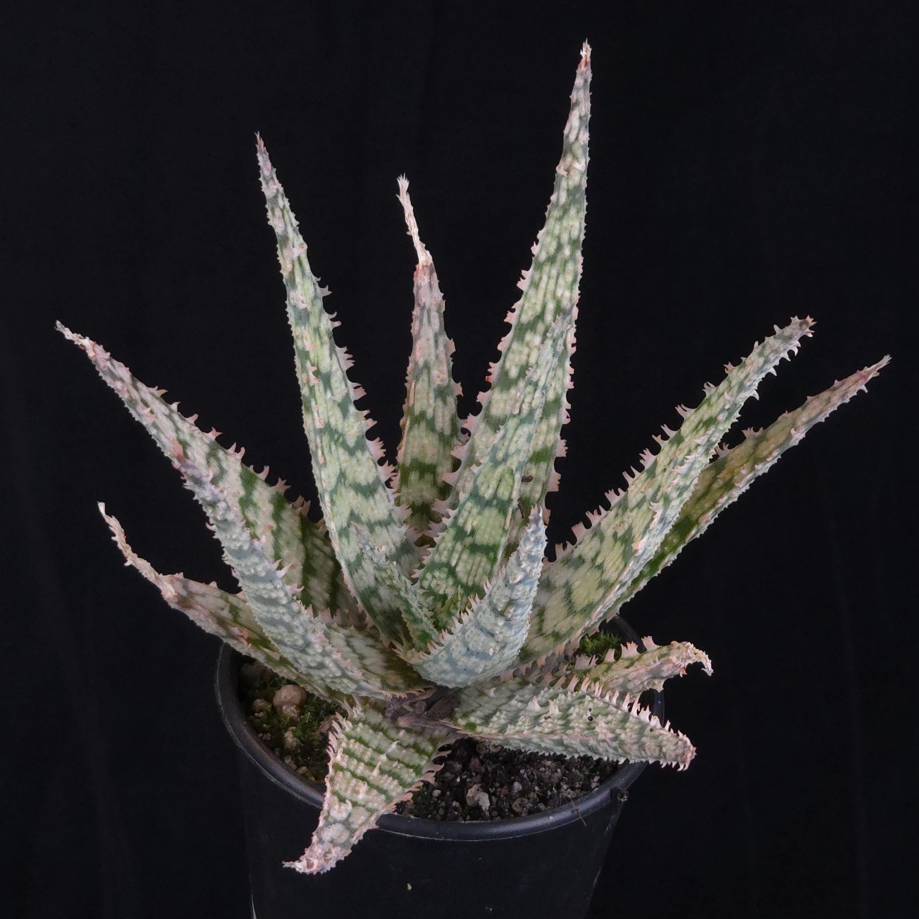 Product image 28