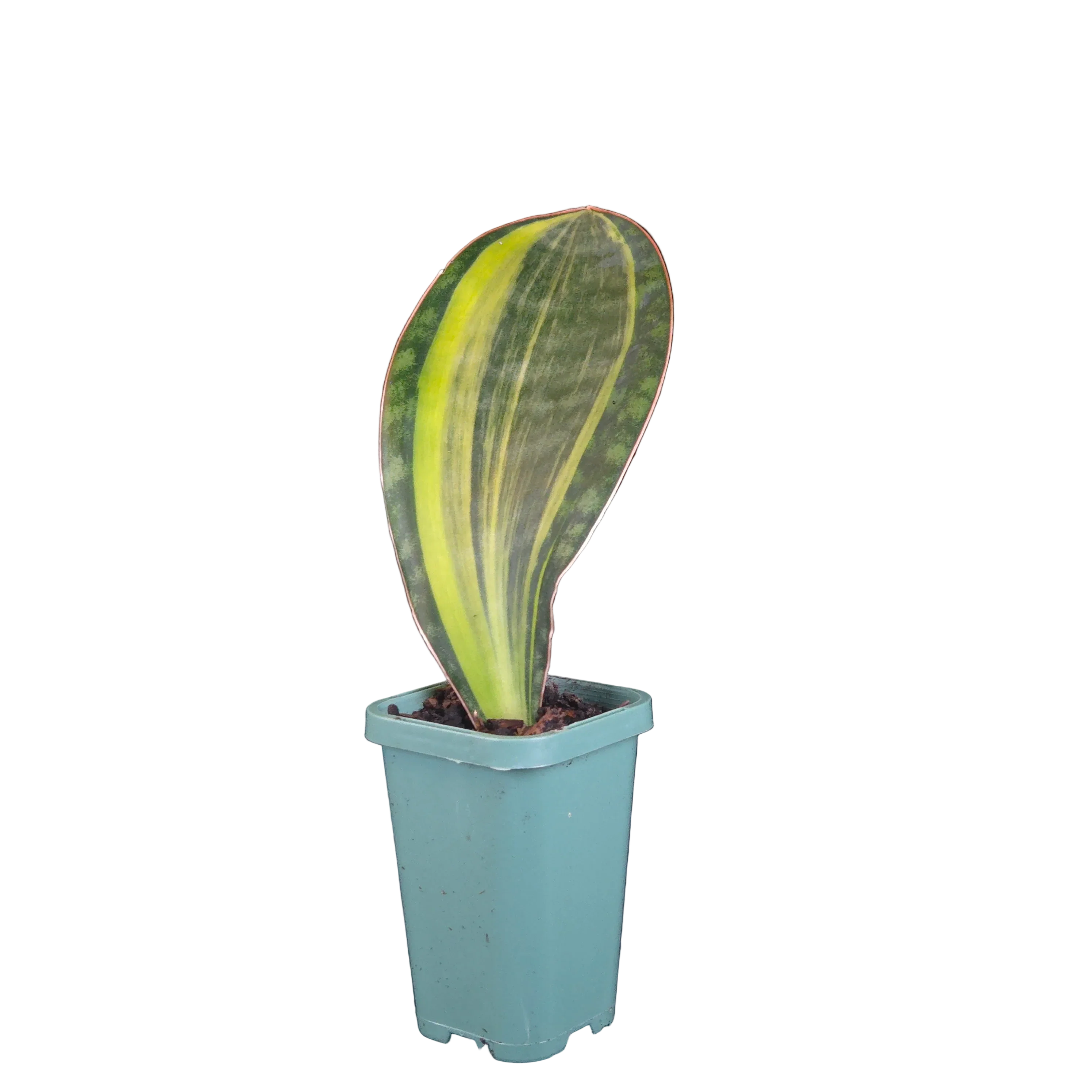 Indoor Plants